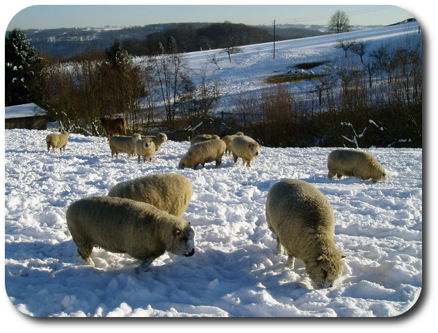 Schafherde im Schnee
