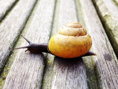 Schnecke